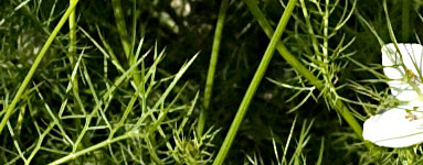 Črna kumina (Nigella sativa)